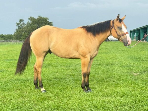 Gorgeous buckskin reg paint - Image 5