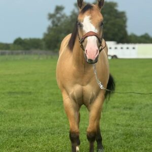 Gorgeous buckskin reg paint