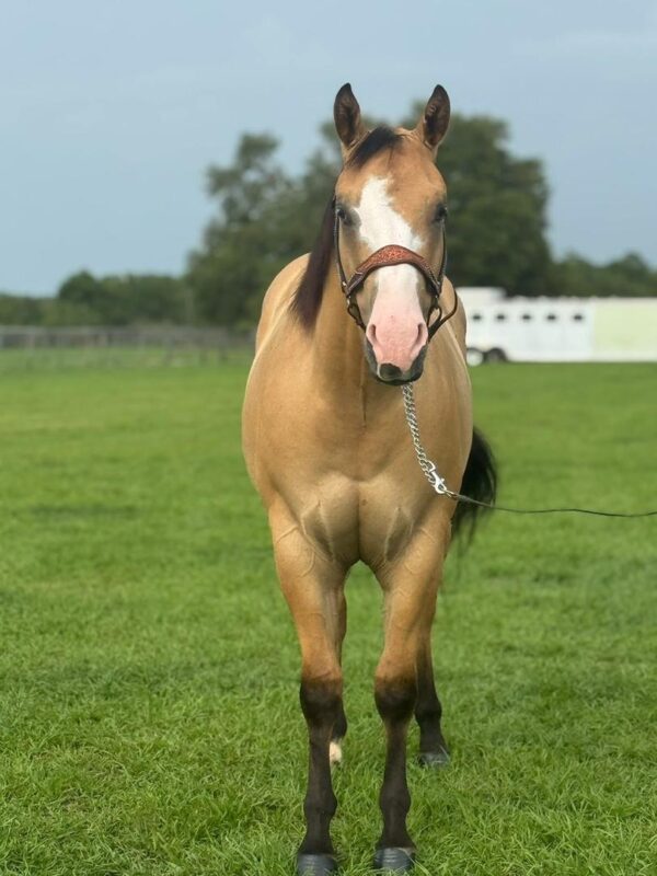 Gorgeous buckskin reg paint