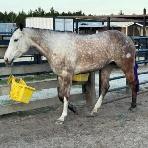 GUYS IMA LEGEND AQHA