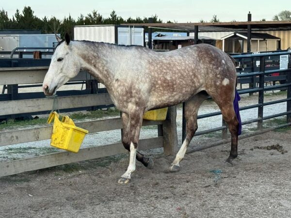 GUYS IMA LEGEND AQHA