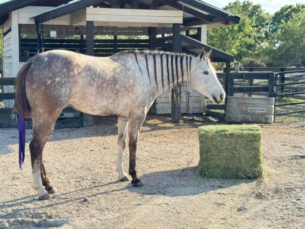 GUYS IMA LEGEND AQHA - Image 3
