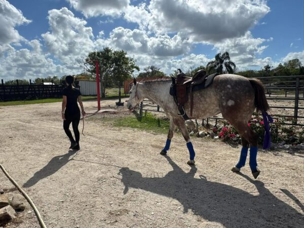 GUYS IMA LEGEND AQHA - Image 4