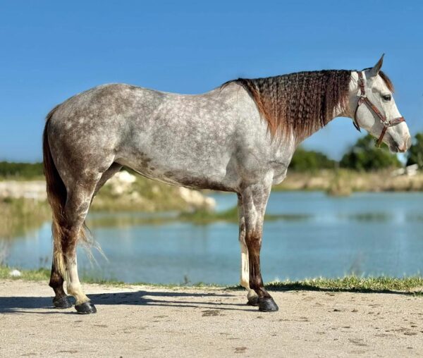 GUYS IMA LEGEND AQHA - Image 5