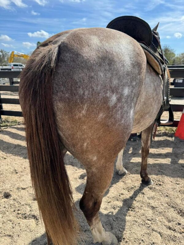 GUYS IMA LEGEND AQHA - Image 7