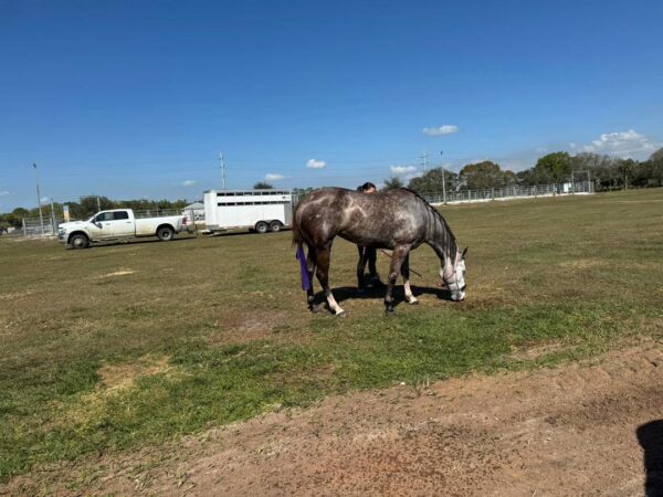 GUYS IMA LEGEND AQHA - Image 8