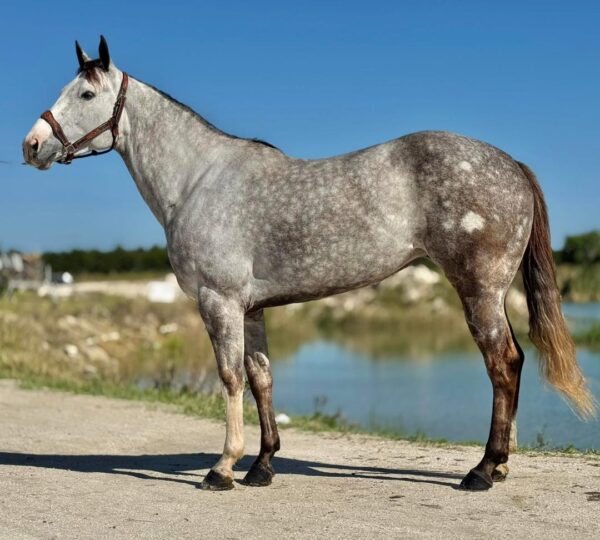 GUYS IMA LEGEND AQHA - Image 9