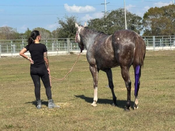 GUYS IMA LEGEND AQHA - Image 10
