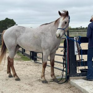 Rose grey Qh gelding