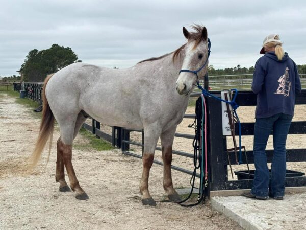 Rose grey Qh gelding