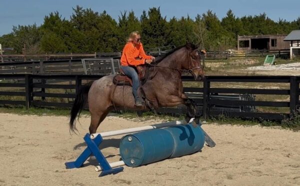 AQHA GELDING. - Image 6