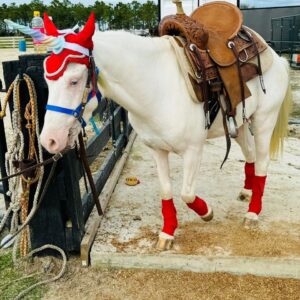 Snow is a small pony gelding.
