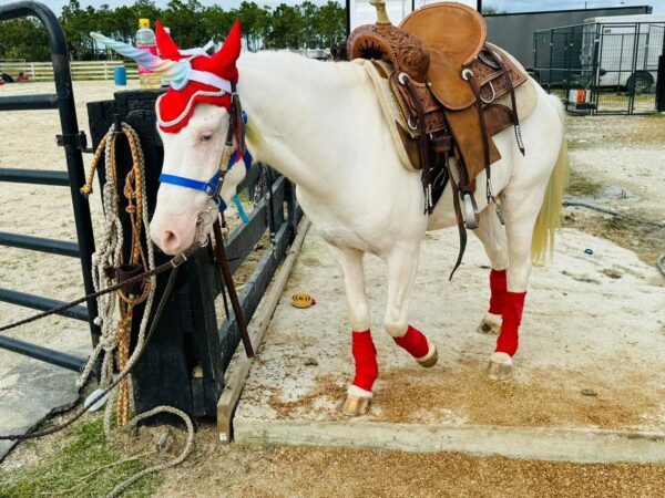 Snow is a small pony gelding.