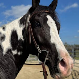 Atlas Paint gelding