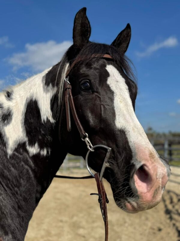 Atlas Paint gelding
