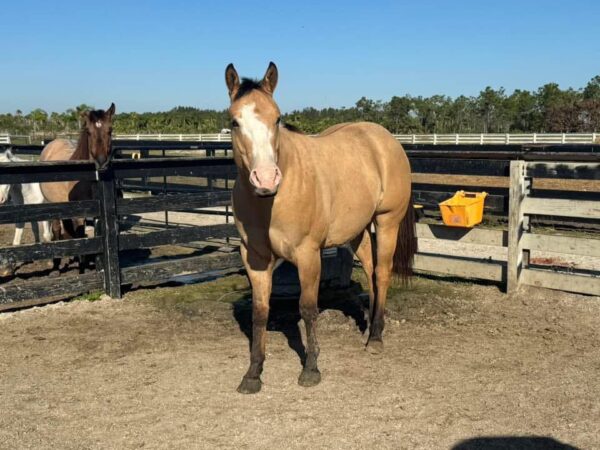 Gorgeous buckskin reg paint - Image 8